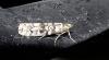 Dioryctria sylvestrella